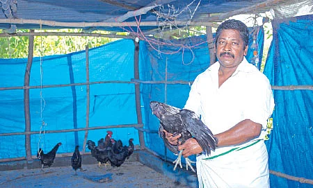 ஆடு, கோழி, மீன், அசோலா, தென்னை... அசத்தும் ஒருங்கிணைந்த பண்ணையம்!