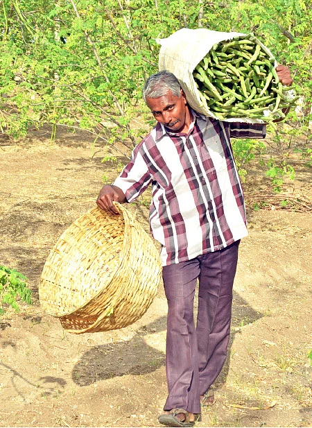 2 ஏக்கர், ரூ. 3,74,000... ‘நச்’ லாபம் கொடுத்த நாட்டுப் பப்பாளி, யாழ்ப்பாணம் முருங்கை!