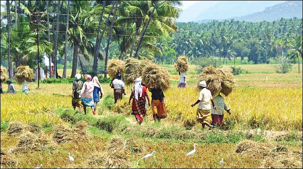 பயிர்க் காப்பீட்டுக் குளறுபடி... தவிக்கும் விவசாயிகள்!