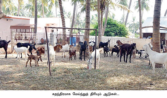 ஜம்..ஜம்..ஜமுனாபாரி !