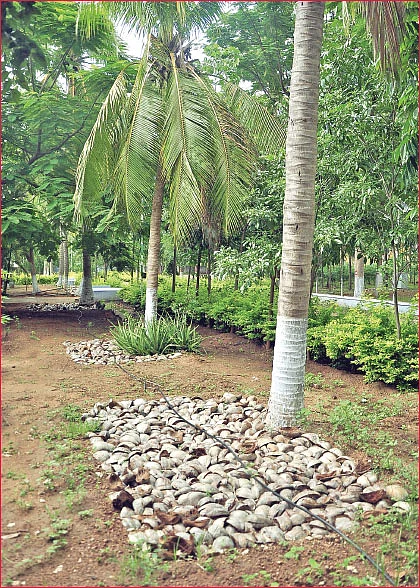 வறட்சிக்கு ஏற்ற மூடாக்கு... கைகொடுக்கும் உயிர் உரங்கள்! - உதவிக்கு வரும் உயிரியல் - 6
