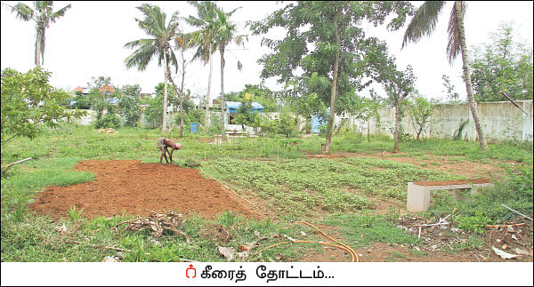 20 சென்ட் வாரம் ரூ 8 ஆயிரம்... - தொடர் வருமானம் கொடுக்கும் கீரைச் சாகுபடி!