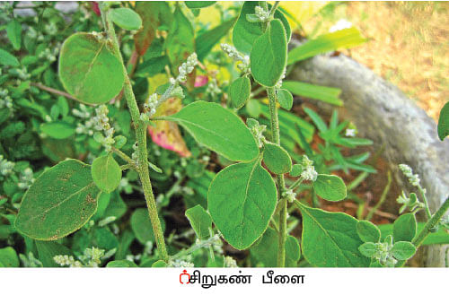 நல்மருந்து - தெரிந்த செடிகள்... தெரியாத பயன்கள்! - 8