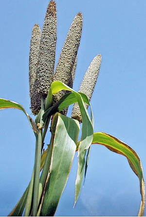 ஆறாம் திணை - 61