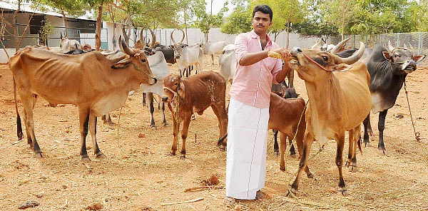 பஞ்சகவ்யா! - 18 - தினமும் 20 லிட்டர் பால்... மாதம் ரூ.60 ஆயிரம் வருமானம்!