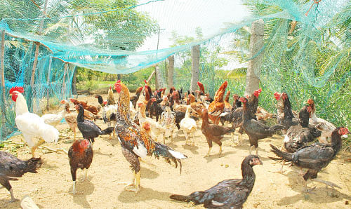 நீங்கள் கேட்டவை: ஆமணக்கு+ சின்னவெங்காய சாகுபடி லாபம் தருமா?