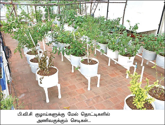 பாரம்பர்ய விதையில் பலன் தரும் மாடித்தோட்டம்!