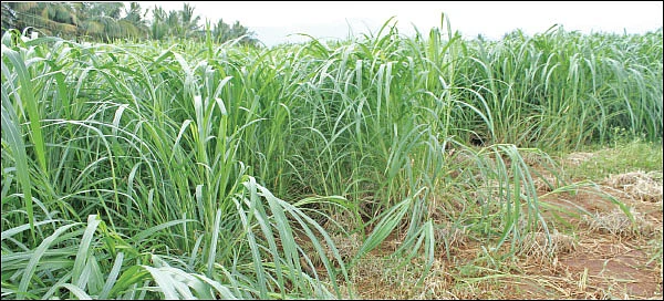 தண்டோரா