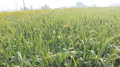 ‘கேன்சர்’ எக்ஸ்பிரஸ்!