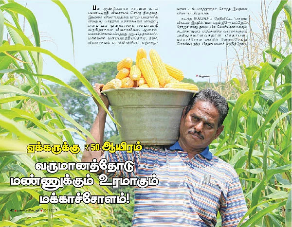 எதிர்பார்த்தது 20... விளைந்தது 16... - மக்காச்சோள மகசூல் விளக்கம்!