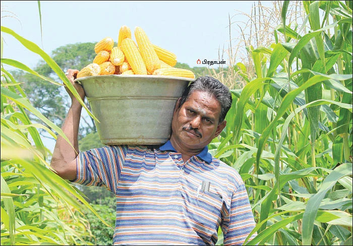 ஏக்கருக்கு ₹ 50 ஆயிரம் வருமானத்தோடு மண்ணுக்கும் உரமாகும் மக்காச்சோளம்!