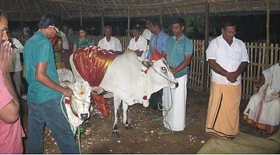 பசுவை போற்றுவோம்...2