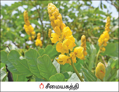 நல்மருந்து தெரிந்த செடிகள்... தெரியாத பயன்கள்! -14