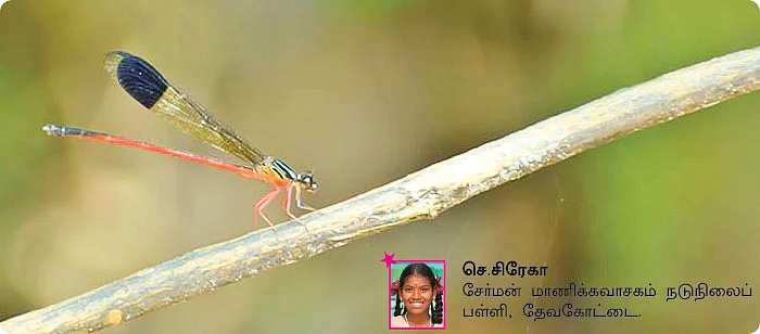 சுட்டி ஸ்டார் நியூஸ்!