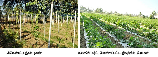 7 ஏக்கர் காய்கறி... மாதம் 81 ஆயிரம் லாபம்...