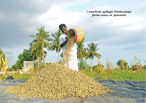 இனிப்பான லாபம் கொடுக்கும் ‘இயற்கை’ நிலக்கடலை + ஊடுபயிர்கள்...