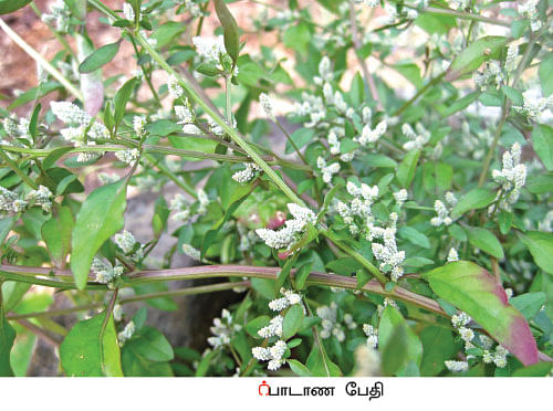 நல்மருந்து - தெரிந்த செடிகள்... தெரியாத பயன்கள்! - 8