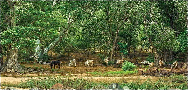 ஆயிரம் சூரியன் ஆயிரம் சந்திரன் ஒரே ஒரு பூமி - 25