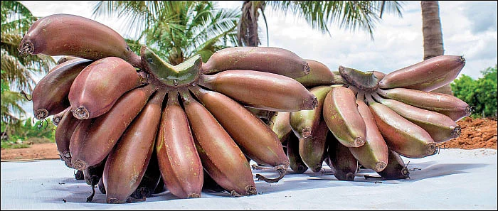 ஒரு ஏக்கர்... ரூ.4 லட்சம்... செழிப்பான லாபம் கொடுக்கும் செவ்வாழை!