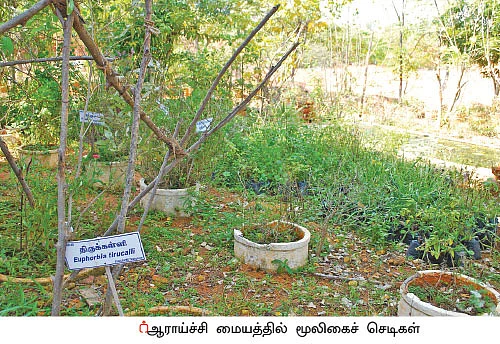 புத்துயிர் பெற்ற கால்நடை மூலிகை மருத்துவம்