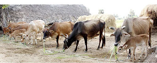 பருவ மழைக்காலம்... ஆடு, மாடுகள் கவனம்..!