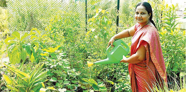 மொட்டை மாடியில் விளையும் சிறுதானியங்கள்!