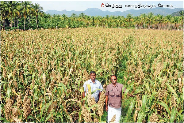 100 நாள்களில் 1,000 கிலோ... வெளுத்து வாங்கும் வெள்ளைச்சோளம்!
