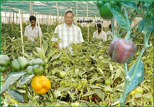மிளகாய் இனிக்குமா?