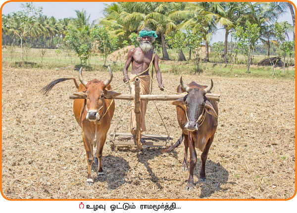 கை கொடுக்கும் கைவரச்சம்பா...