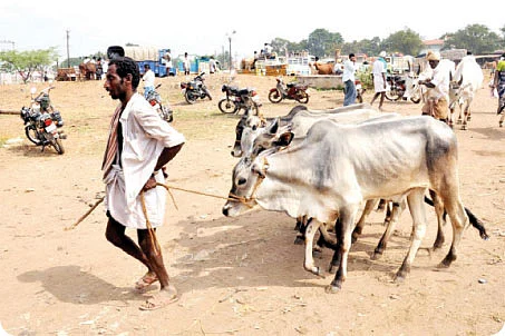 மணியாரம்பட்டி அவரை எழுமணம் மிளகா, ராயம்பட்டி கத்திரி..!