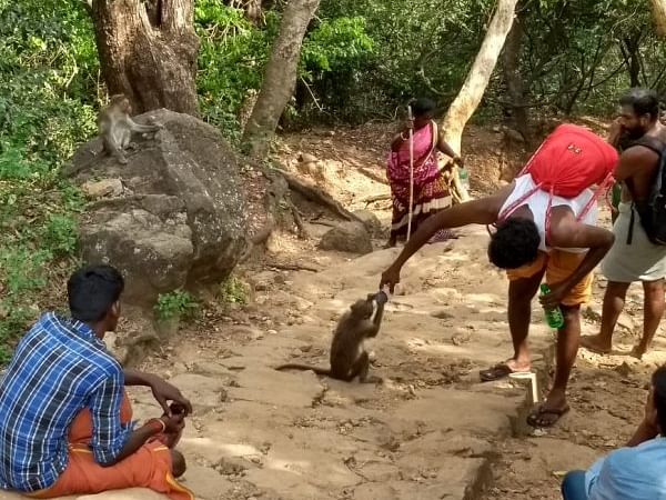 `தொட்டியிலும் இல்ல, ஊற்றிலும் இல்ல!'-தண்ணீருக்காக பக்தர்களை எதிர்நோக்கும் சதுரகிரி குரங்குகள்