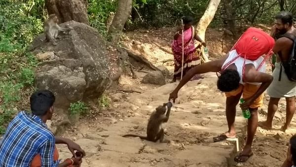  சதுரகிரி குரங்குகள்
