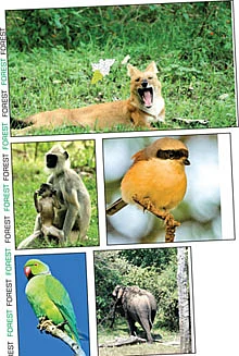 கட்டிப்பிடித்து கடிக்கும் கரடி!