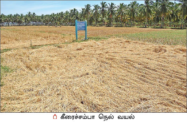 கொச்சிச் சம்பா... நாஞ்சில் நாட்டின் நாட்டு ரக நெல்!