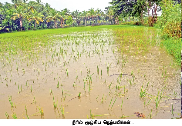 தூர்வார ஒதுக்கிய நிதி எங்கே ஒதுங்கியது? - நாகையில் பயிர்கள் நீரில் மூழ்கின!