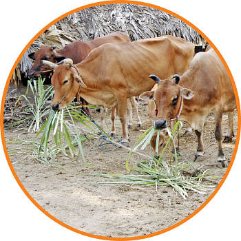 நெல், கரும்பு,தக்காளி,கத்திரி,ஆடு, மாடு,கோழி... மழைக்கால பராமரிப்பு!