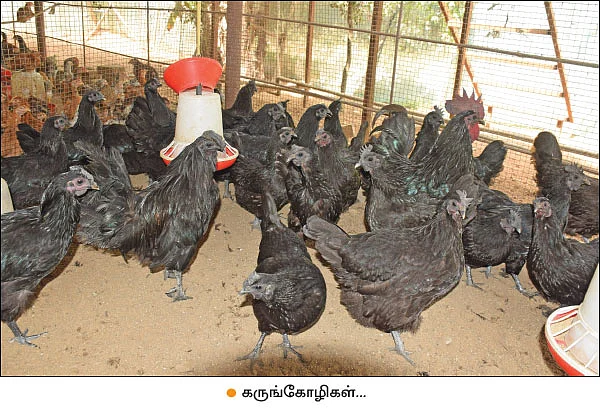 கருங்கோழிகள்... - குஞ்சுகளாக விற்பனை செய்தால் கூடுதல் லாபம்!