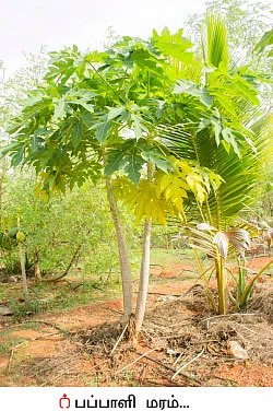 25 சென்ட்... ரூ 85 ஆயிரம்...! செழிப்பான வருமானம் கொடுக்கும் செடிமுருங்கை