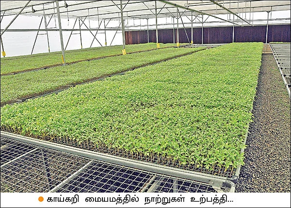 காய்கறி நாற்றுகள் இலவசம்... நவீனத் தொழில்நுட்பம் கற்றுக்கொடுக்கும் இந்தோ-இஸ்ரேல் காய்கறி மையம்!