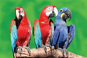 சொன்னதைச் சொல்லும் செல்லங்கள்