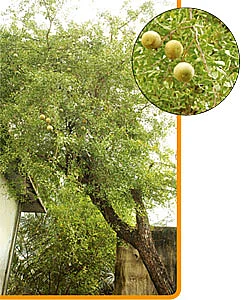 கேள்வி-பதில் : சேஷாத்ரிநாத சாஸ்திரிகள்