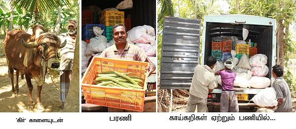 7 ஏக்கர் காய்கறி... மாதம் 81 ஆயிரம் லாபம்...