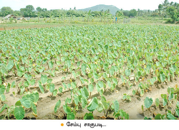 ஆடு, கோழி, மாடு, நெல், எலுமிச்சை...குடும்பத் தலைவியின் இயக்கத்தில் ஓர் ஒருங்கிணைந்த பண்ணை!