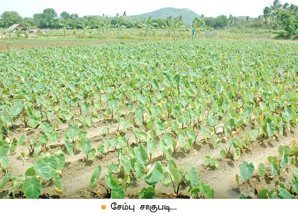 ஆடு, கோழி, மாடு, நெல், எலுமிச்சை...குடும்பத் தலைவியின் இயக்கத்தில் ஓர் ஒருங்கிணைந்த பண்ணை!
