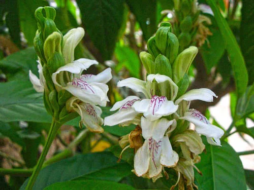 நாட்டு மருந்துக் கடை - 15