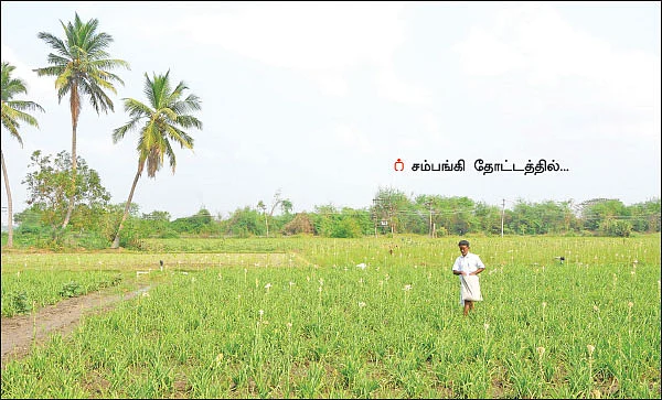 நிச்சய வருமானம் கொடுக்கும் மலர் சாகுபடி! - சம்பங்கி... ரோஜா... மல்லி...