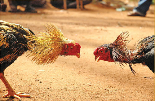 சங்கரபாண்டியன் சேவல்!