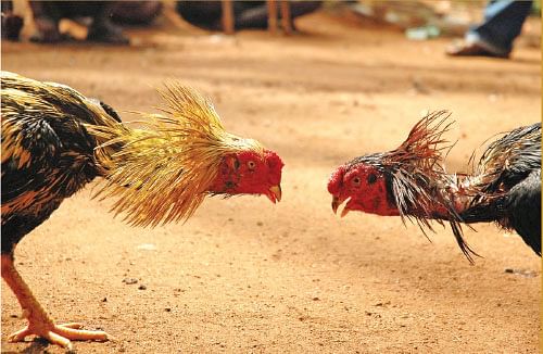 சங்கரபாண்டியன் சேவல்!