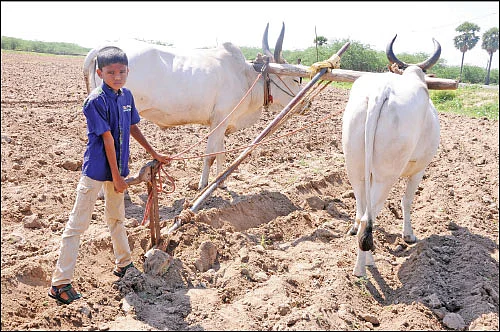 உழுதுண்டு மகிழும் ‘பசுமை’ மாணவர்கள்!