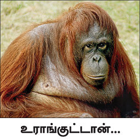 மாயா டீச்சரின் மந்திரக் கம்பளம் !